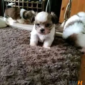 shihtzu puppies for adoption  near me