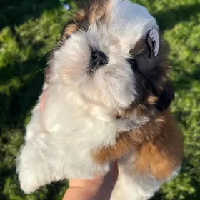shihtzu puppies for adoption in my area
