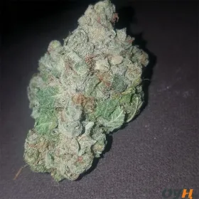 Super Silver Haze 21% THC! #weed #marihuana